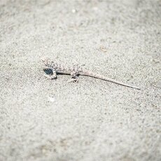 Dakaro ralio šeštasis etapas | Pitlane/Ryčio Šeškaičio nuotr. 52