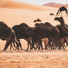 Dakaro ralio penktasis etapas | „Zigmas Dakar Team“ nuotr. 6