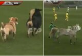 Kurčiųjų olimpiados atranka: į futbolo aikštę išbėgo du šunys ir arklys