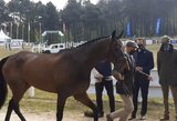 A.Vitkauskas Europos žirgų trikovės čempionate aplenkė daugiau nei 40 varžovų