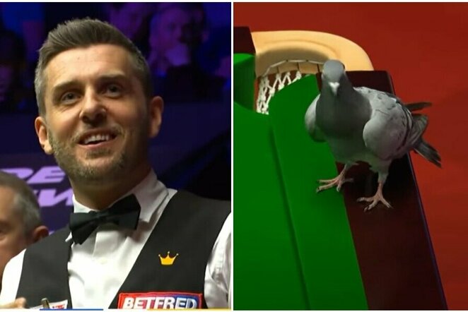 Markas Selby ir balandis | „Stop“ kadras