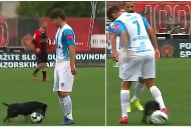 Šuns šou futbolo aikštėje | „Twitter“ nuotr.