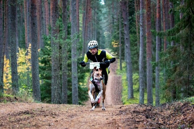 Šunų kinkinių sportas | Dianos Petniūnaitės nuotr.